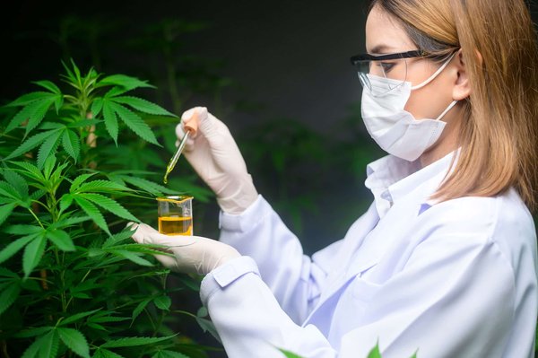 En quoi la consommation du CBD est-elle avantageuse pour la santé ?