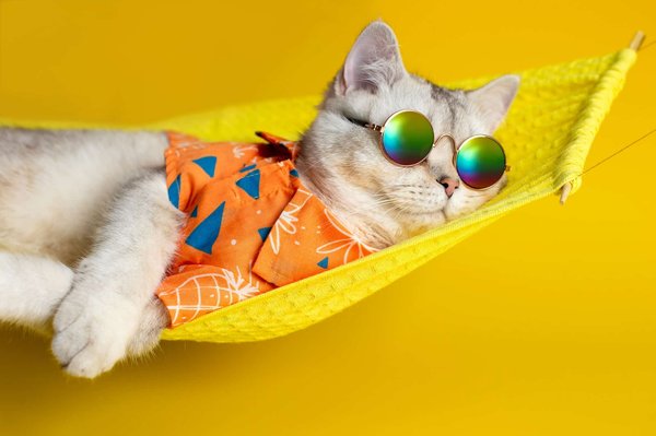 Quels sont les critères de choix de chaussettes pour chat ?